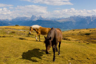 Tiere
